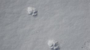 08  Traces de Lynx